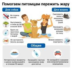 Секреты выживания домашних животных в жару Секреты выживания домашних животных в жару