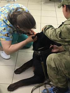Ветеринарное обслуживание служебных собак