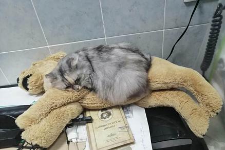 Полная диагностика животного