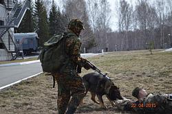 Собаки тоже состоят на службе в армии