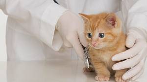 Кастрация кота: менее 4 кг.