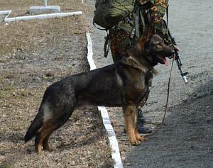 Собаки тоже состоят на службе в армии