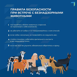Памятка по вопросу отлова безнадзорных животных Памятка по вопросу отлова безнадзорных животных
