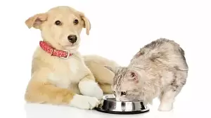 Новые правила маркировки кормов для животных Новые правила маркировки кормов для животных